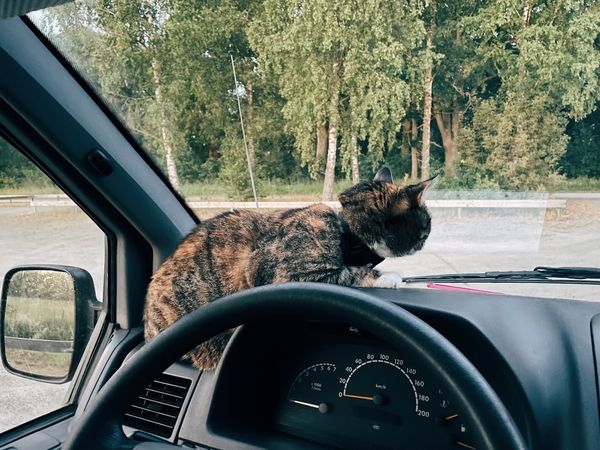 Summer Days in Sweden 🇸🇪 Camping Adventure with our Cat!